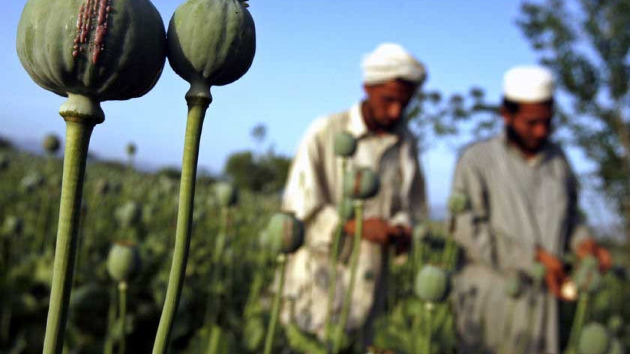 NEĆE MOĆI: Talibani hoće da zabrane drogu - evo zašto neće uspeti (VIDEO)