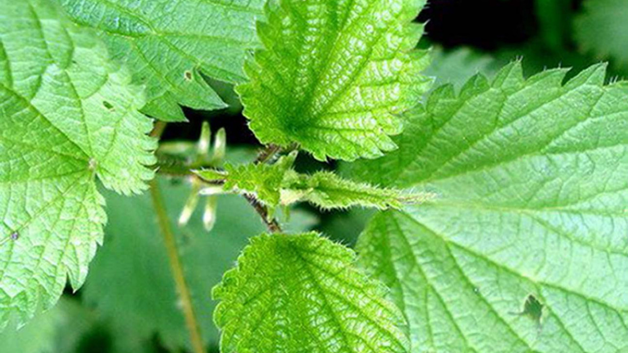 СВА ПОЗИТИВНА ДЕЈСТВА КОПРИВЕ: Јача организам и спречава опадање косе