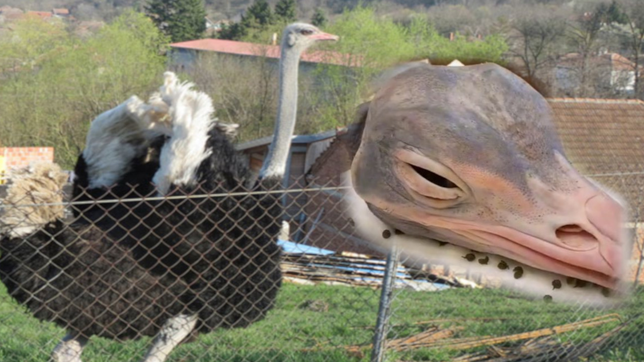 NOJEV MOZAK NA ŽARU: Da li biste probali ovaj specijalitet? (VIDEO)