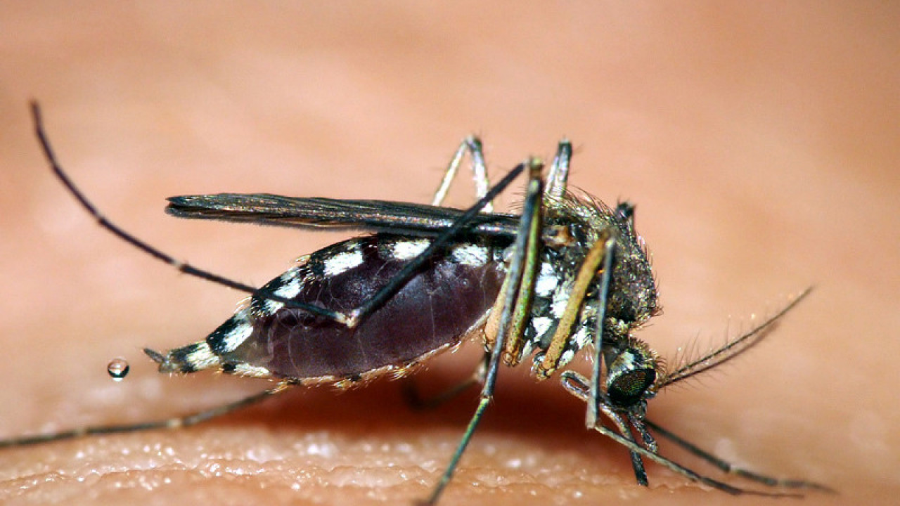 ДОШЛИ СУ РАНИЈЕ: Како да се одбранимо од комараца