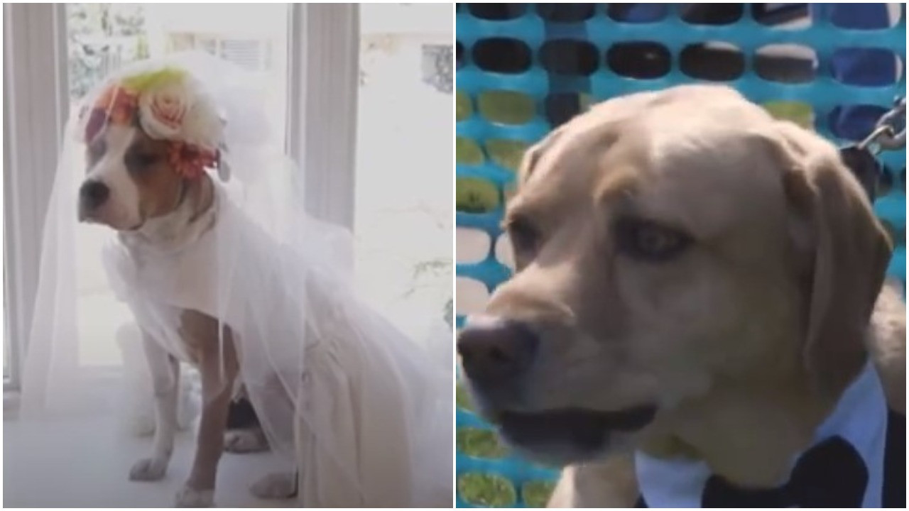 PRESLATKO: Ovako izgleda venčanje za pse (VIDEO)