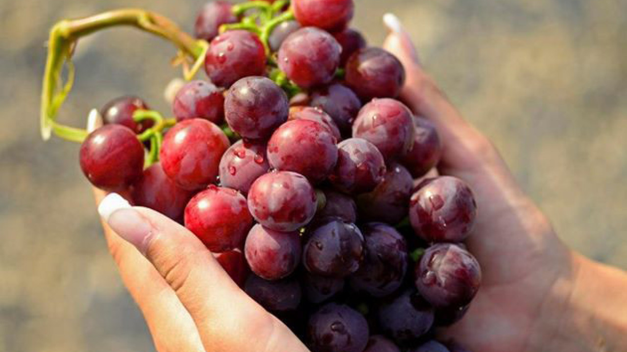 ARHEOLOŠKO OTKRIĆE: Pronađena vinarija stara 1500 godina