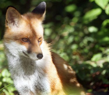 LIJA DOLIJALA: Uhvaćena lisica, krala hranu u bolnici