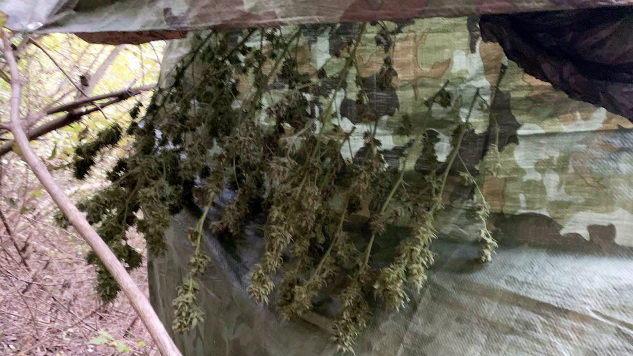 НОВИ САД: Пронађена парцела са марихуаном и опремом за узгој