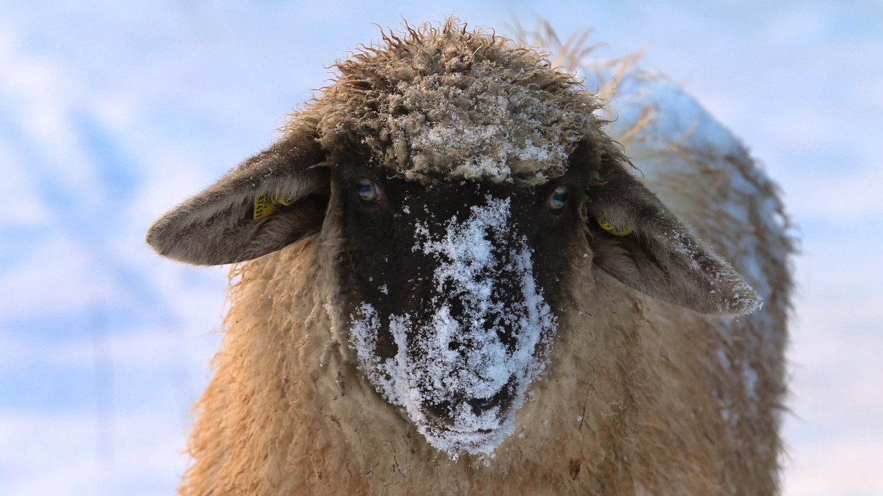 БИЗАРНО: Овца убила волонтерку на фарми