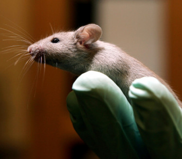 100 LJUDI U KARANTINU: Zaraženi miš ujeo radnicu laboratorije