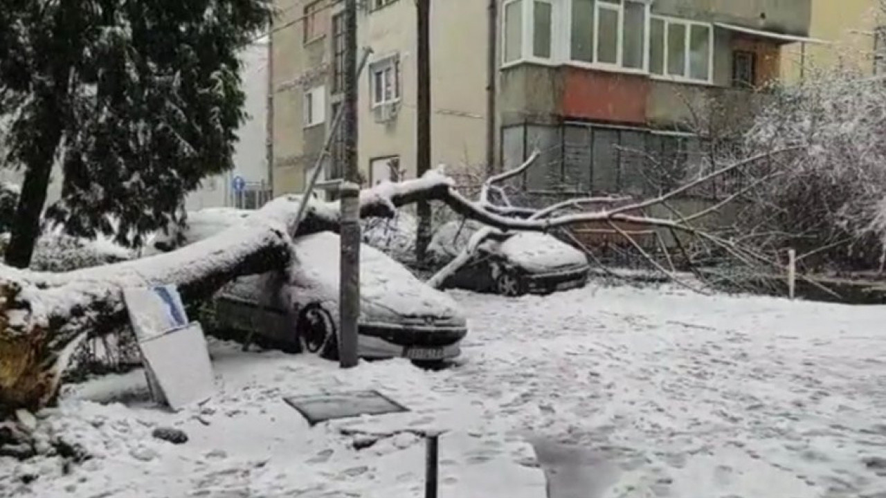 ŠTA AKO DRVO PADNE NA AUTOMOBIL? Evo kako naplatiti štetu