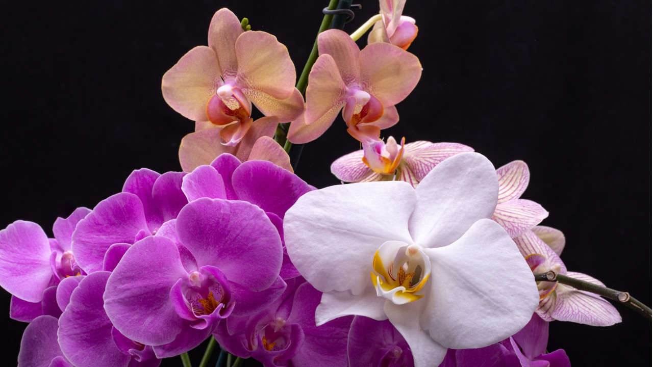 JEDNOSTAVAN TRIK: Kako da orhideja ponovo procveta?
