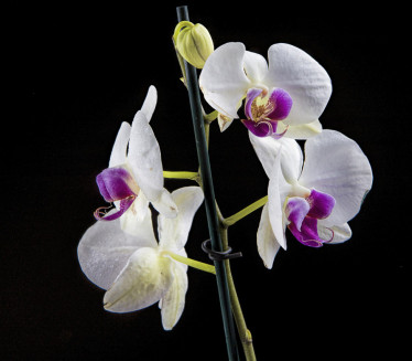 Kako da spasite orhideju ako je koren počeo da truli?