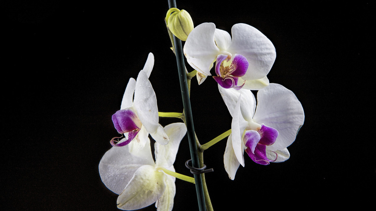 Како да спасите орхидеју ако је корен почео да трули?