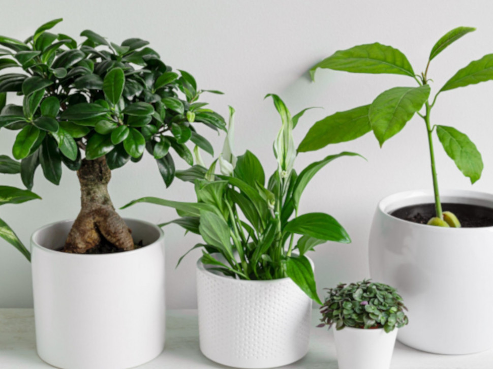 Ovih pet biljaka poželjno je imati u domu u toku grejne sezone