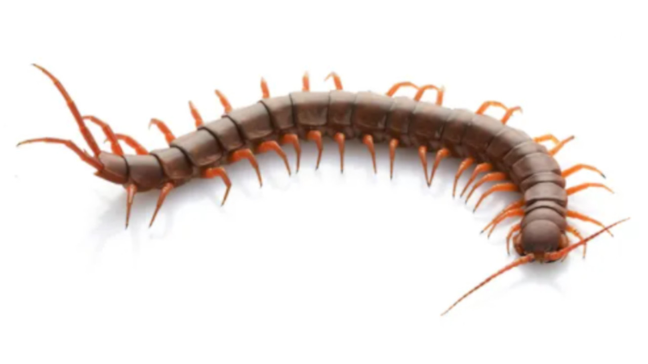 НОВО ОТКРИЋЕ Пронађен фосил 2,5 метара дуге џиновске стоноге