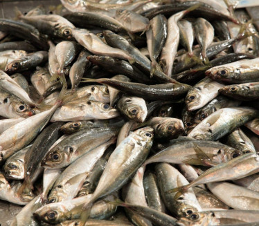 KRIVOLOV NA SKADARSKOM JEZERU: Zaplenjeno 100 kg ribe (FOTO)