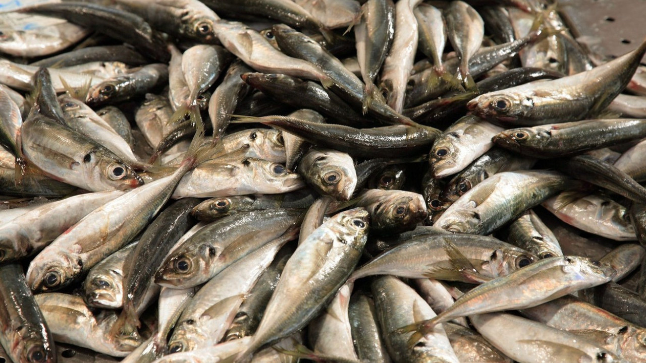 MOŽE POMOĆI U BORBI PROTIV STARENJA: Koja riba je najzdravija