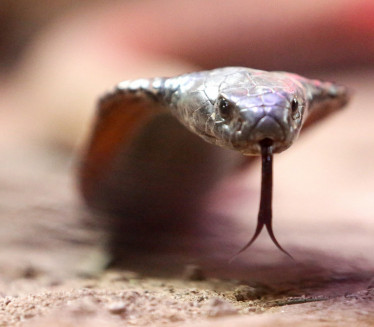 КАКАВ ХОРОР: Пронађен мртав поред сто змија