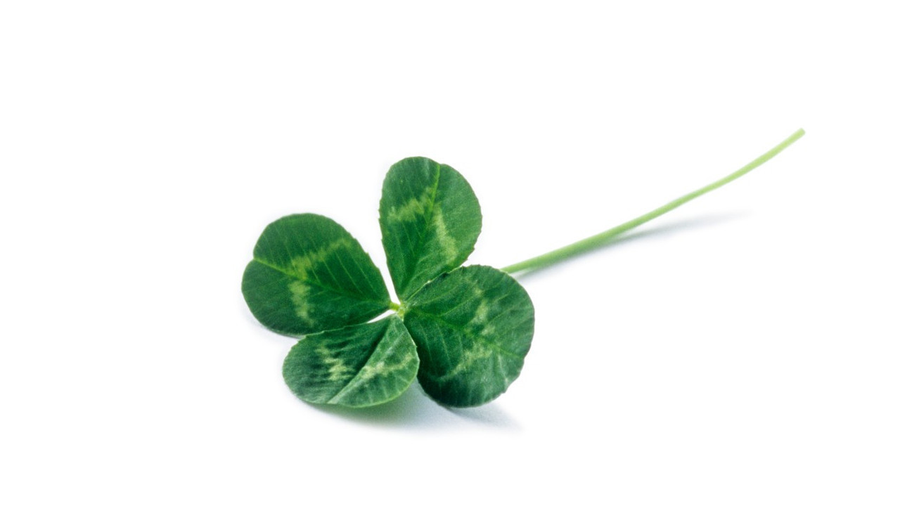 Знате ли зашто се детелина са четири листа сматра срећном?