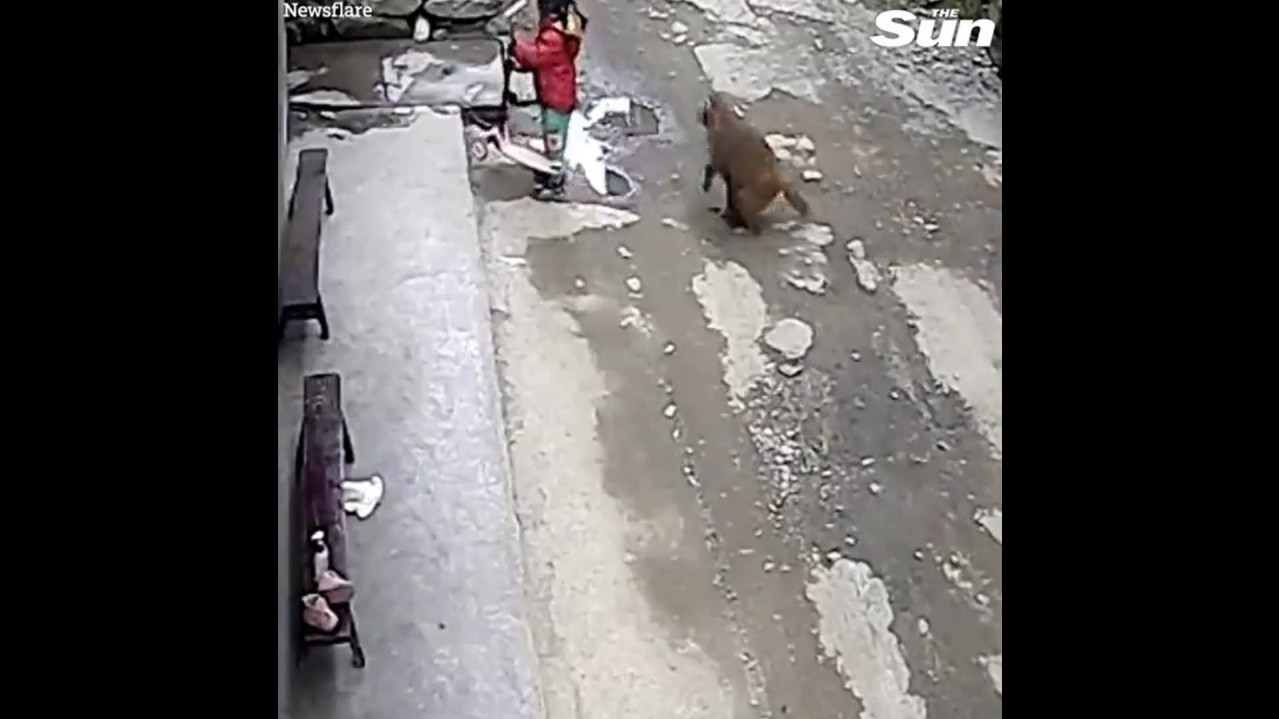 JEDVA ŽIVA OSTALA: Besni majmun napao dete (VIDEO)