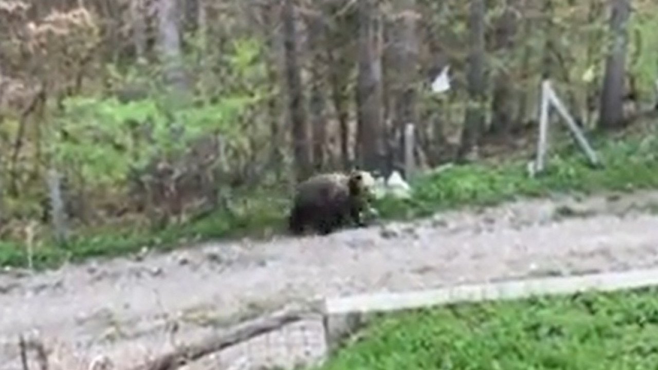 MEDVEDIĆ SA TARE: Odmah će vas raznežiti (VIDEO)