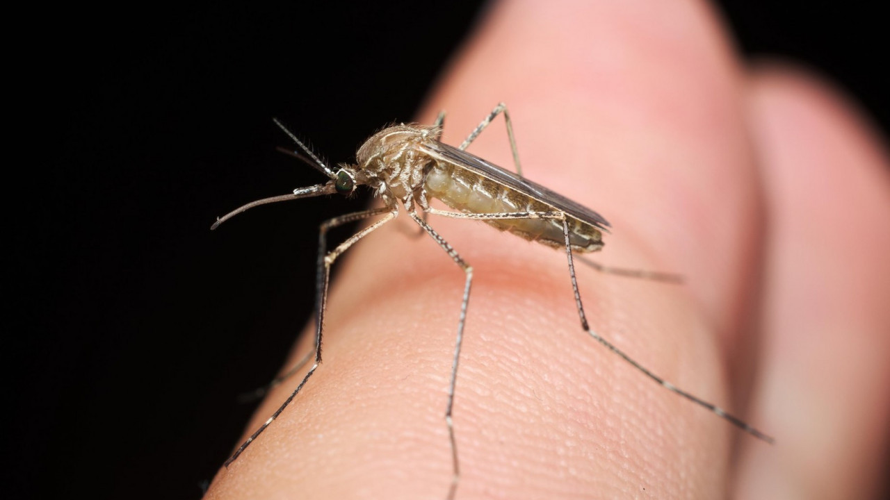 ЛАКО И ДЕЛОТВОРНО: Како да направите спреј против комараца?