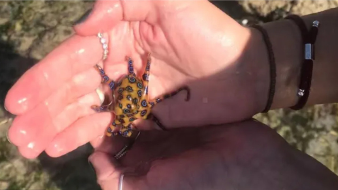 УМАЛО СТРАДАЛА: У рукама несвесно држала смртоносну животињу