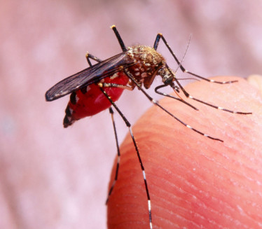 КЉУЧНИ ФАКТОРИ: Зашто комарци бирају вас, а друге заобилазе?