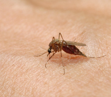 ОВО ЈЕ РАЗЛОГ: Због овога има доста мање комараца у Београду