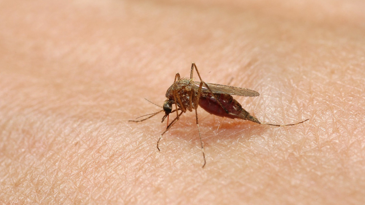 OVO JE RAZLOG: Zbog ovoga ima dosta manje komaraca u Beogradu