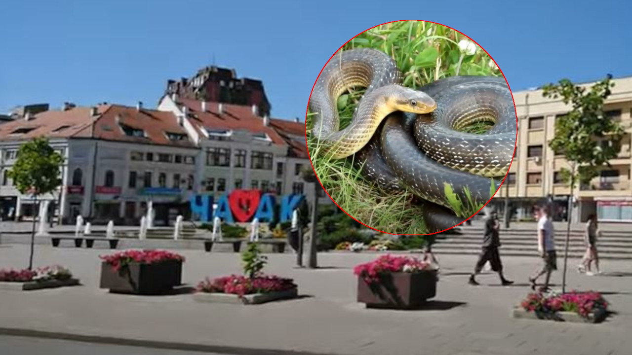 НЕОБИЧНА СИТУАЦИЈА: Змија ујела Чачанку у кући