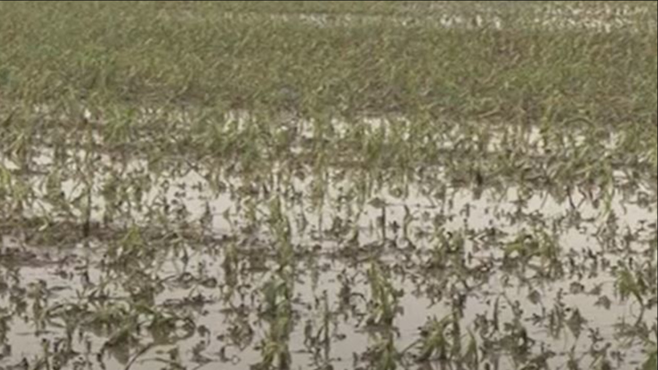 STRADALI ATARI: Olujno vreme nanelo štetu poljoprivrednicima