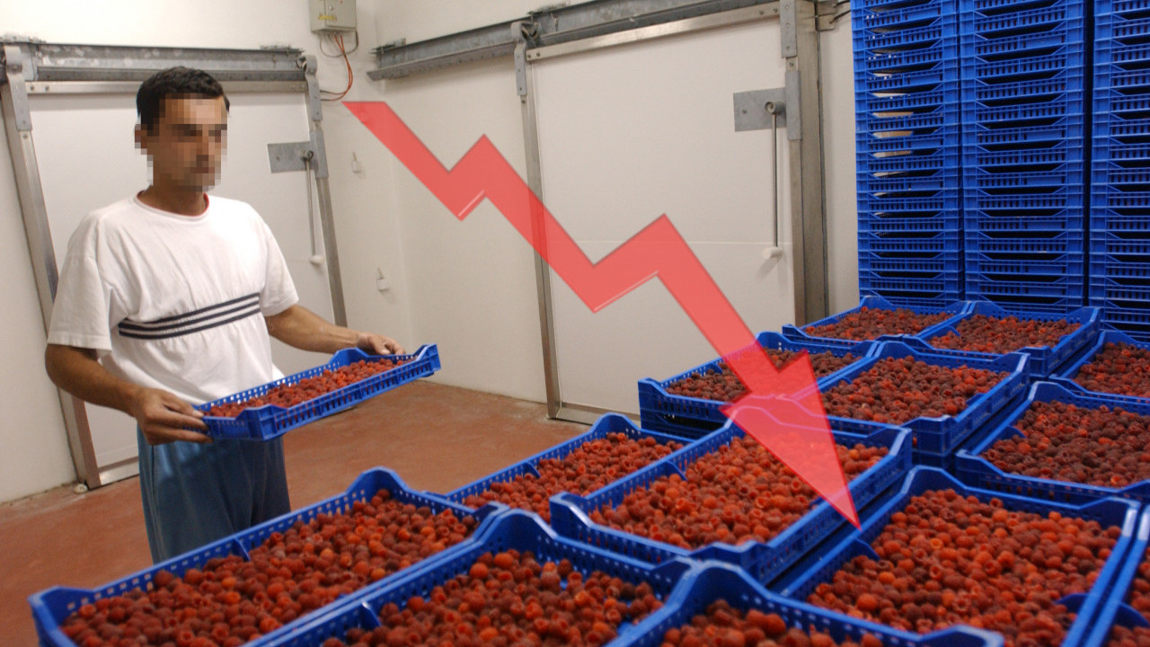 АЛАРМАНТНО: Ево за колико је смањен извоз малине