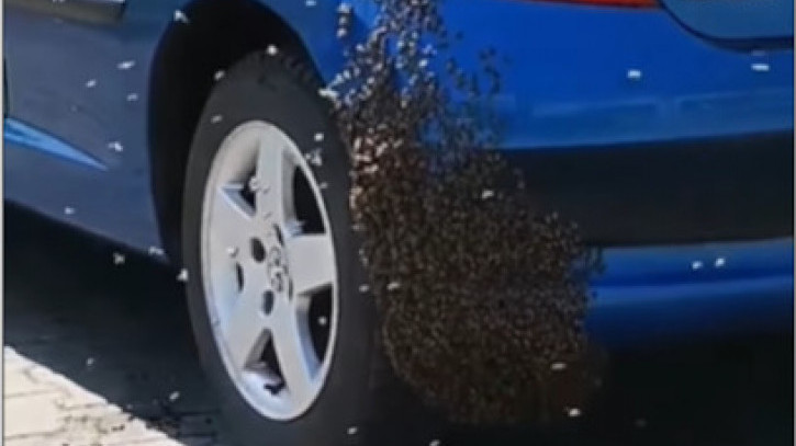 ПЧЕЛЕ ЧУЛЕ ЗА НЕСТАШИЦУ ШЕЋЕРА: Ово морате да видите (ВИДЕО)