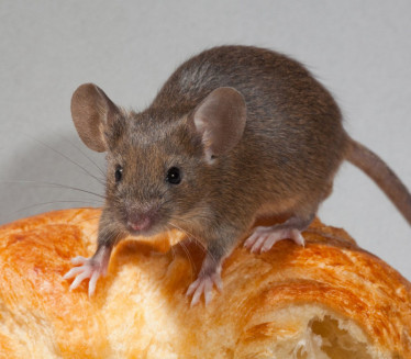 ЧЕСТО ИХ ЗАНЕМАРУЈЕМО: Ово су знаци да у дому имамо мишеве
