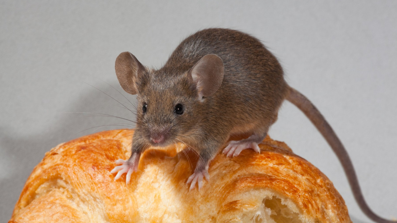ЧЕСТО ИХ ЗАНЕМАРУЈЕМО: Ово су знаци да у дому имамо мишеве