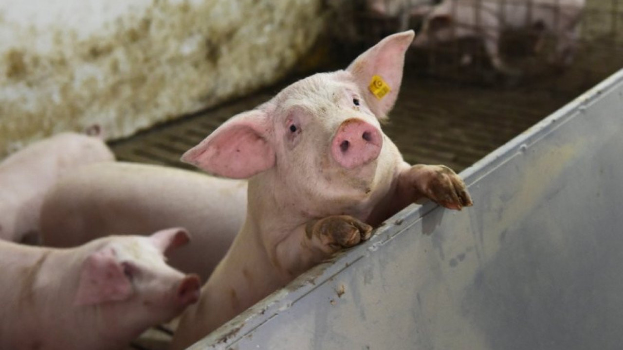 UPITAN KVALITET: Srbija uvozi svinje hranjene GMO sojom