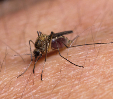 ОПРЕЗ: Грозница коју преносе комарци хара светом