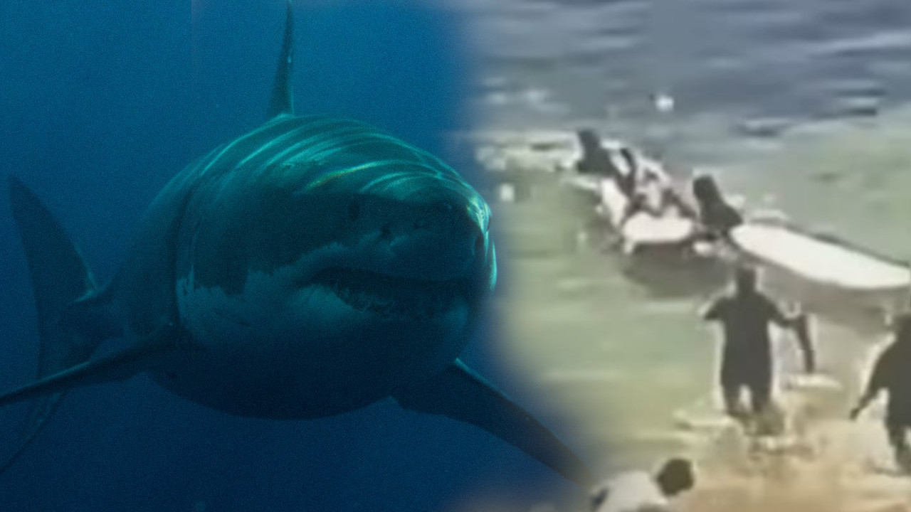 НЕ СМИРУЈЕ СЕ: Забележено још неколико напада ајкула