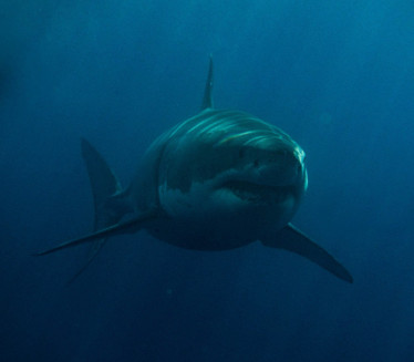 ПАНИКА: Смртоносна ајкула близу познате плаже  (ВИДЕО)