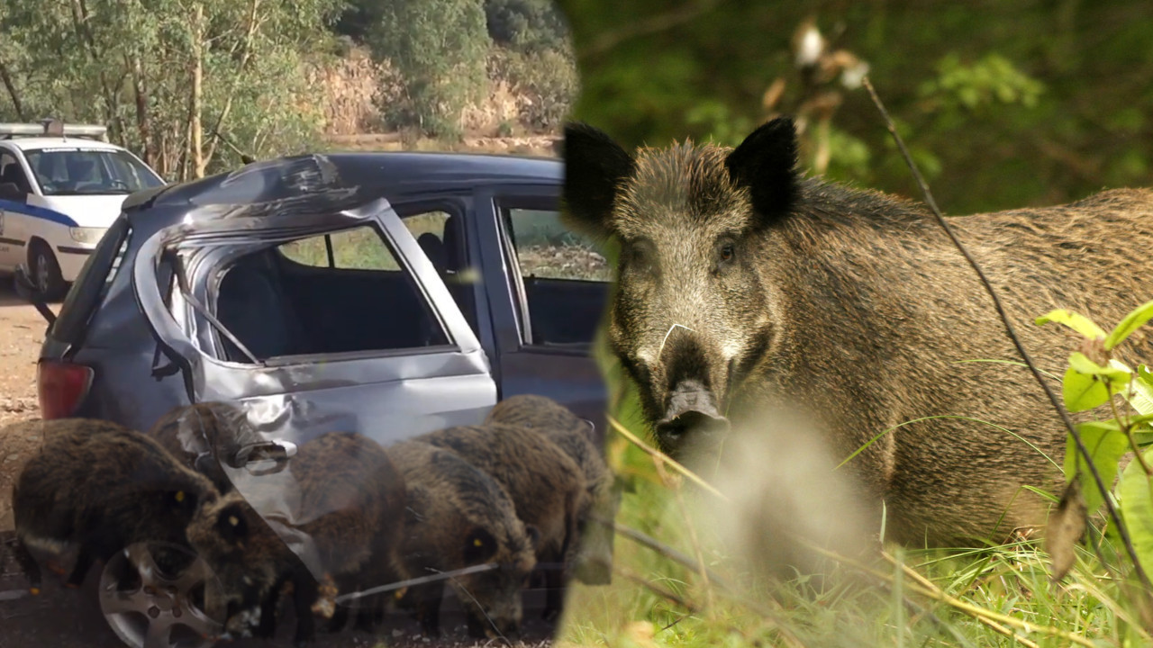 DIVLJE SVINJE NAPRAVILE HAOS: Dvoje mrtvih, četvoro povređenih