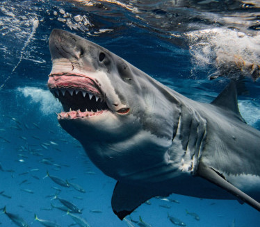 ПРЕСТОНИЦА НАПАДА: На овим местима ајкуле најчешће нападају