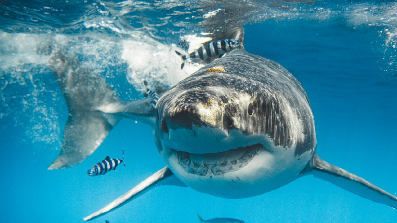 НЕ ЖЕЛЕ ДА ЈЕДУ ЉУДСКО МЕСО: Како ајкуле нападају?