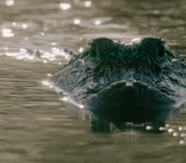 УЗНЕМИРУЈУЋЕ: Снимљен крокодил како вуче тело мушкарца