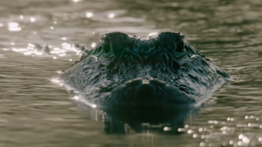 DRON SVE SNIMIO Muškarca napao aligator (UZNEMIRUJUĆI VIDEO)
