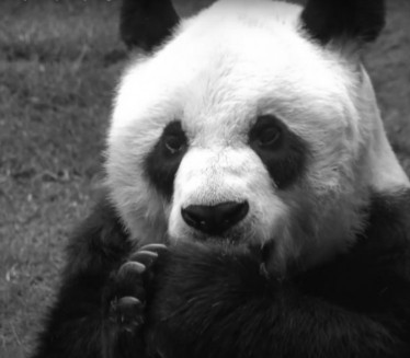 ТУЖНЕ ВЕСТИ ИЗ ЗОО ВРТА: Преминула последња џиновска панда
