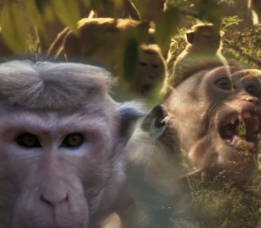 MASOVNO Makaki majmuni naudili i deci, vidite br. povređenih