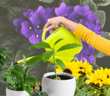 NEGA CVEĆA PRED PROLEĆE: 4 zlatna pravila za bujnije biljke