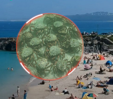 NAJEZDA: Hiljade rakova u plićaku - rasterali kupače sa plaže