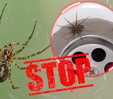 ОПРЕЗ: Ево зашто не треба убијати паука ако га видите у кући