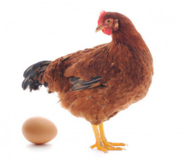 ZLATNA KOKA: Jaje ove kokoške vredi oko 70.000 dinara (FOTO)