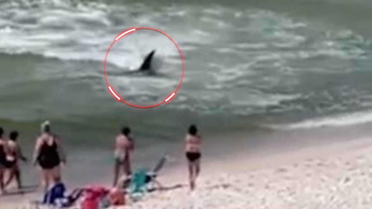 AJKULA ULETELA U PLIĆAK: LJudi panično beže (VIDEO)