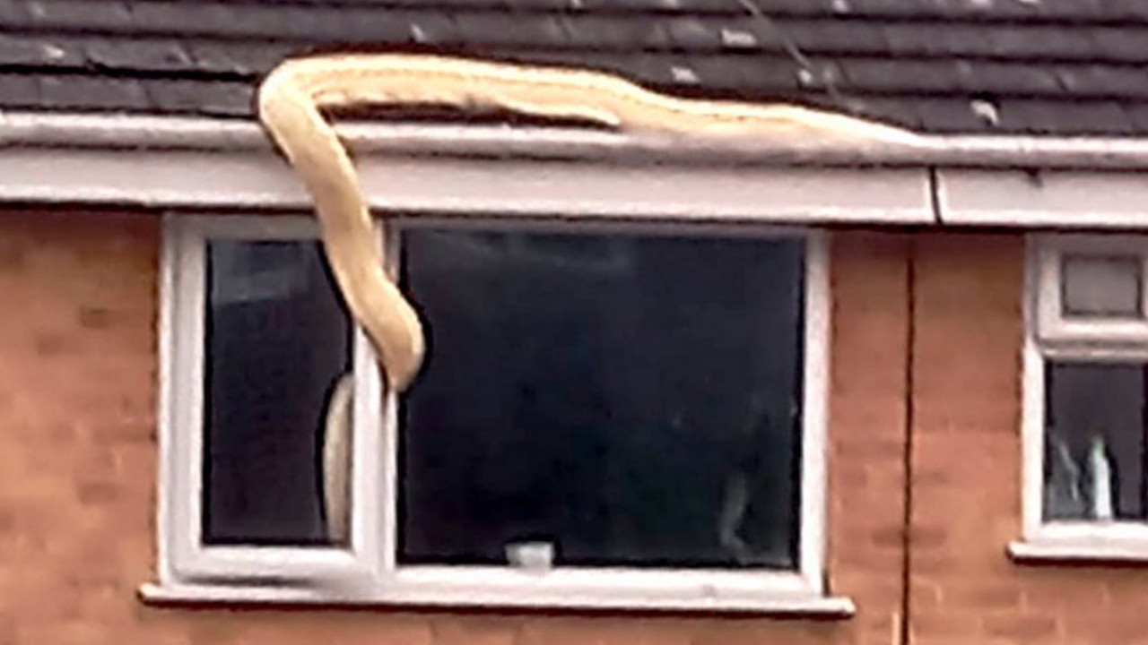 UŽAS U V. BRITANIJI: Piton im ušao u spavaću sobu (FOTO)